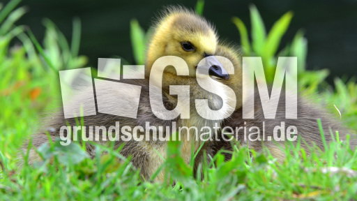 Kanadagansküken (7).jpg